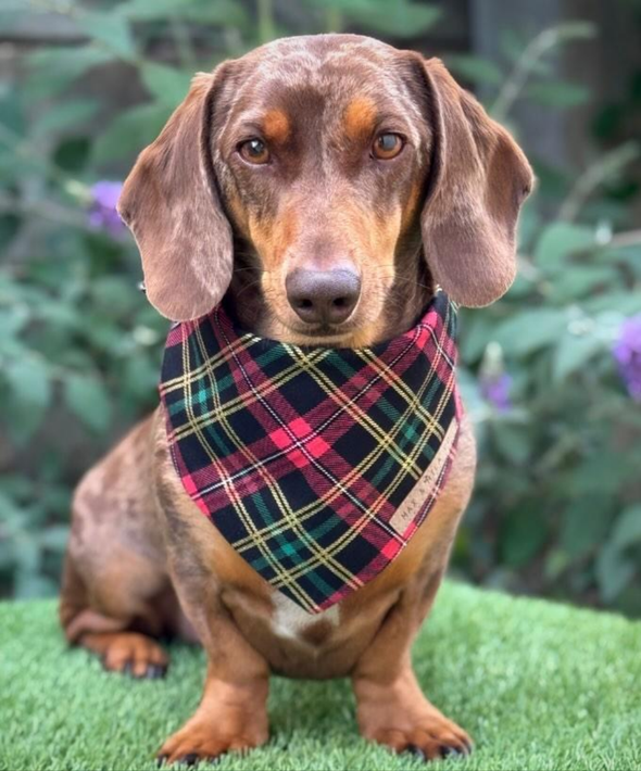 Christmas Plaid bandana