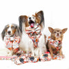Daschund, papillon and chihuahua wear dog harnesses