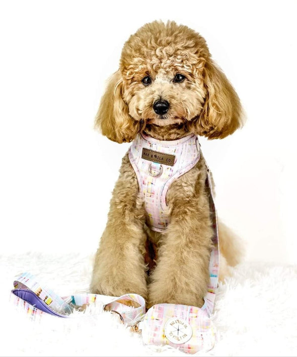 Bichoodle wears adjustable dog harness in pink, lilac and yellow