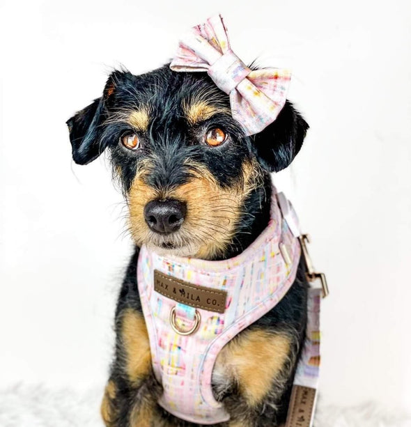 Cute dog wears small pink hair bow