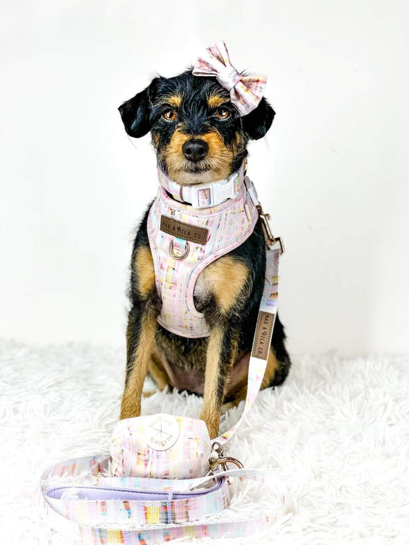 Small dog in chest harness, collar and lead set in pink, yellow, purple and blue