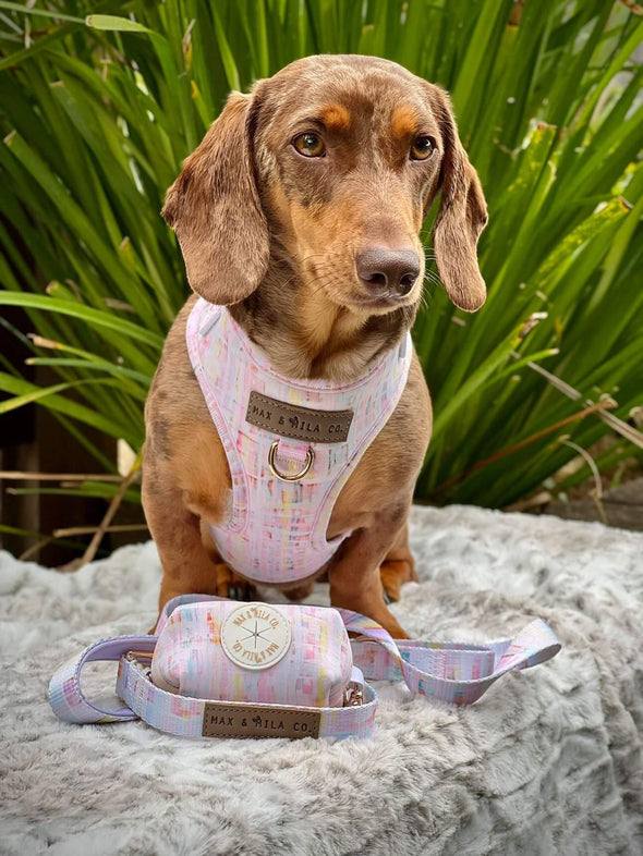 Cute dachshund wears pastel coloured dog harness and lead set. 