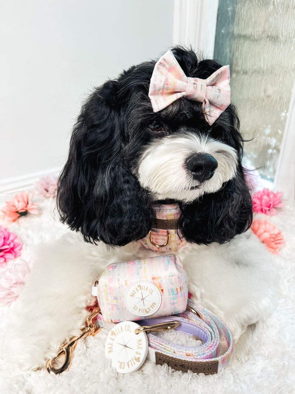 black and white cavoodle wears pink dog accessories