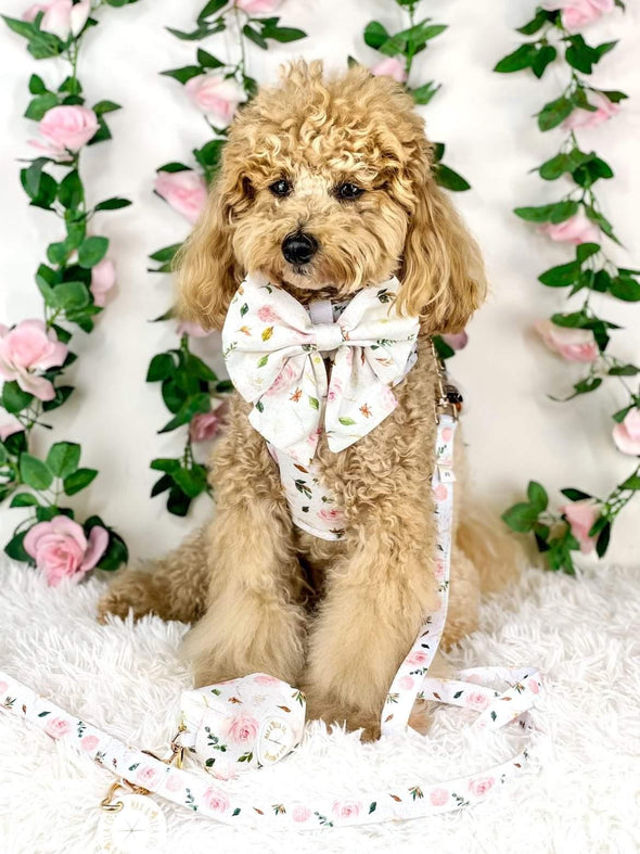 Poodle wears pretty white and pink dog harness set