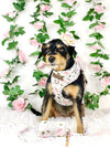 Small dog wears pink rose adjusbale dog harness set