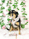 Fox terrier wears size extra small white rose dog harness