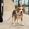 Beagle wears adjustable dog harness in leopard print. Mathing leopard dog collar and lead in beige