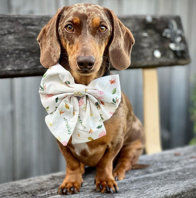 Dachshund wears white and pink sailor dog bow